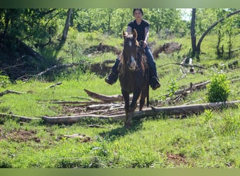Rocky Mountain Horse, Castrone, 14 Anni, 152 cm, Palomino