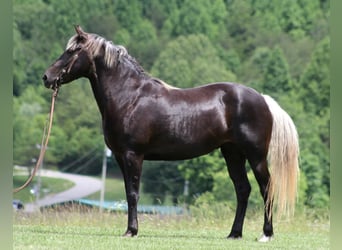 Rocky Mountain Horse, Castrone, 14 Anni, 155 cm, Baio