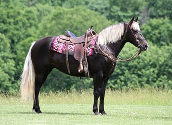 Rocky Mountain Horse, Castrone, 14 Anni, 155 cm, Baio