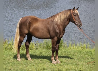 Rocky Mountain Horse, Castrone, 15 Anni, 163 cm, Baio