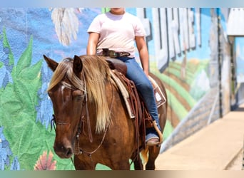 Rocky Mountain Horse, Castrone, 15 Anni, Baio