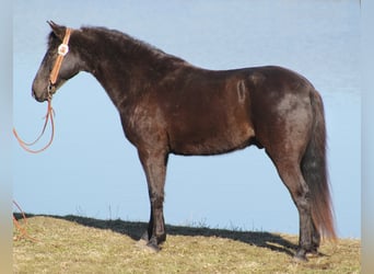 Rocky Mountain Horse, Castrone, 15 Anni, Sauro scuro