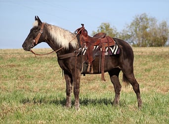 Rocky Mountain Horse, Castrone, 16 Anni, 155 cm, Baio