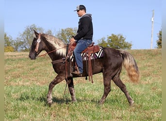 Rocky Mountain Horse, Castrone, 16 Anni, 155 cm, Baio
