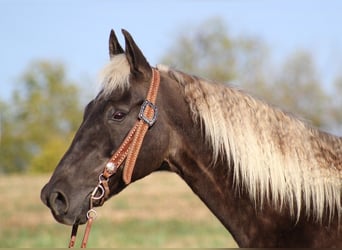 Rocky Mountain Horse, Castrone, 16 Anni, 155 cm, Baio