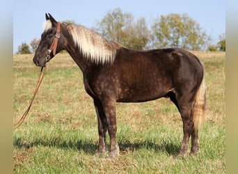 Rocky Mountain Horse, Castrone, 16 Anni, 155 cm, Baio