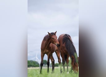 Rocky Mountain Horse, Castrone, 1 Anno, 150 cm, Baio