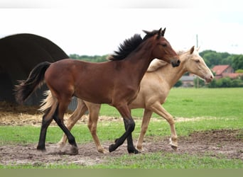 Rocky Mountain Horse, Castrone, 1 Anno, 150 cm, Baio