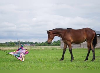 Rocky Mountain Horse, Castrone, 1 Anno, 150 cm, Baio