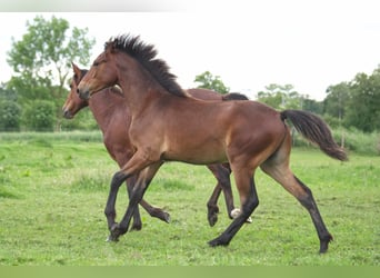 Rocky Mountain Horse, Castrone, 1 Anno, 150 cm, Baio