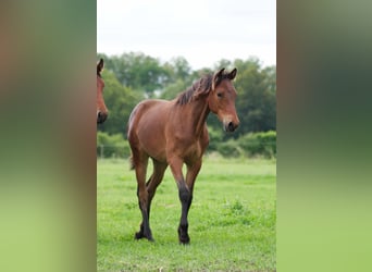 Rocky Mountain Horse, Castrone, 1 Anno, 150 cm, Baio