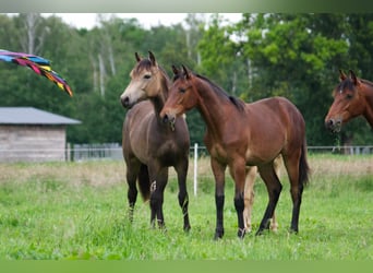 Rocky Mountain Horse, Castrone, 1 Anno, 150 cm, Baio