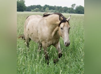 Rocky Mountain Horse Mix, Castrone, 1 Anno, 155 cm, Champagne
