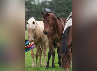 Rocky Mountain Horse, Castrone, 2 Anni, 150 cm, Baio