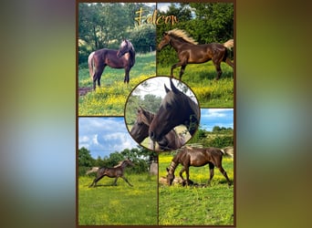 Rocky Mountain Horse Mix, Castrone, 2 Anni, 155 cm