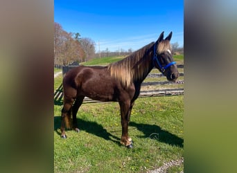Rocky Mountain Horse, Castrone, 3 Anni, 142 cm, Baio chiaro
