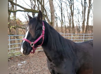 Rocky Mountain Horse Mix, Castrone, 3 Anni, 149 cm, Morello