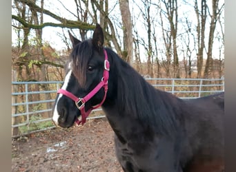 Rocky Mountain Horse Mix, Castrone, 3 Anni, 152 cm, Morello