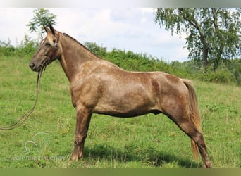 Rocky Mountain Horse, Castrone, 4 Anni, 142 cm, Baio