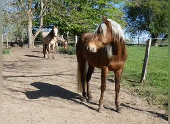 Rocky Mountain Horse, Castrone, 4 Anni, 150 cm, Baio ciliegia