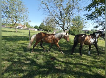 Rocky Mountain Horse, Castrone, 4 Anni, 150 cm