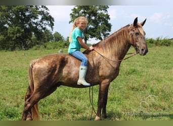 Rocky Mountain Horse, Castrone, 5 Anni, 142 cm, Baio