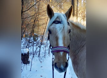 Rocky Mountain Horse, Castrone, 5 Anni, 150 cm, Palomino
