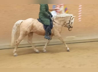 Rocky Mountain Horse, Castrone, 5 Anni, 150 cm, Palomino