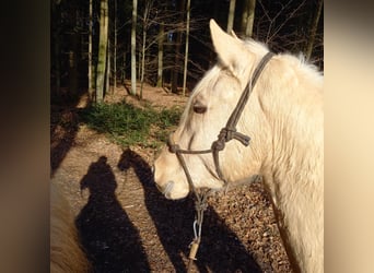 Rocky Mountain Horse, Castrone, 5 Anni, 150 cm, Palomino