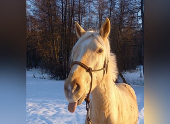 Rocky Mountain Horse, Castrone, 5 Anni, 150 cm, Palomino