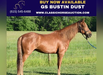 Rocky Mountain Horse, Castrone, 5 Anni, 152 cm, Sauro ciliegia