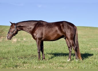 Rocky Mountain Horse, Castrone, 5 Anni, 163 cm, Baio