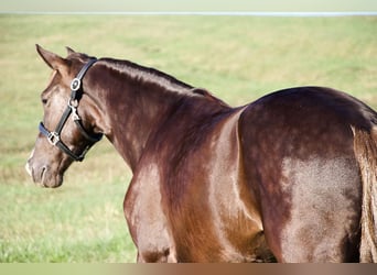 Rocky Mountain Horse, Castrone, 5 Anni, 163 cm, Baio