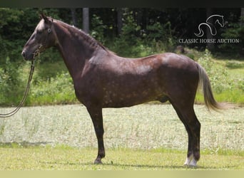 Rocky Mountain Horse, Castrone, 6 Anni, 142 cm, Baio