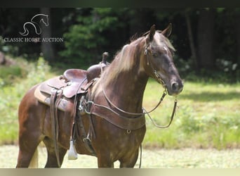 Rocky Mountain Horse, Castrone, 6 Anni, 142 cm, Baio