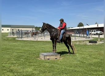 Rocky Mountain Horse, Castrone, 6 Anni, 142 cm, Baio