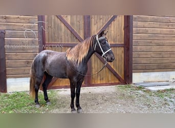 Rocky Mountain Horse, Castrone, 6 Anni, 152 cm, Baio