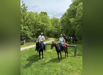 Rocky Mountain Horse, Castrone, 7 Anni, 142 cm, Baio