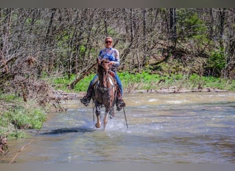 Rocky Mountain Horse, Castrone, 7 Anni, Tobiano-tutti i colori