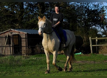 Rocky Mountain Horse, Castrone, 8 Anni, 147 cm, Cremello