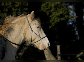 Rocky Mountain Horse, Castrone, 8 Anni, 147 cm, Cremello