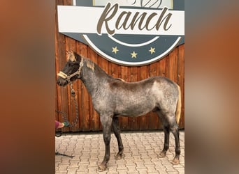 Rocky Mountain horse, Étalon, 1 Année, 154 cm