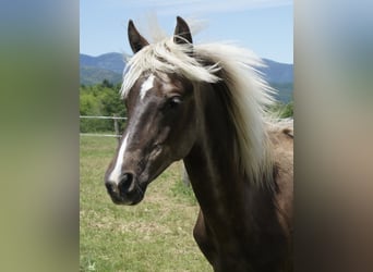 Rocky Mountain horse, Étalon, 1 Année