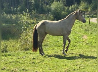 Rocky Mountain horse, Étalon, 4 Ans, 147 cm, Champagne