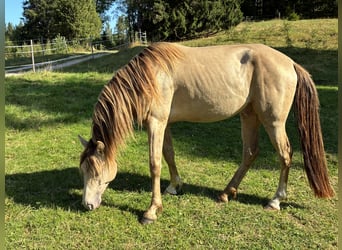 Rocky Mountain horse, Étalon, 4 Ans, 147 cm, Champagne