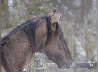 Rocky Mountain horse, Étalon, 4 Ans, 160 cm, Grullo