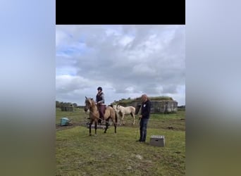 Rocky Mountain horse, Étalon, 6 Ans, 156 cm