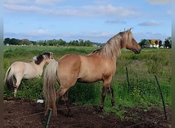 Rocky Mountain horse, Étalon, 6 Ans, 156 cm