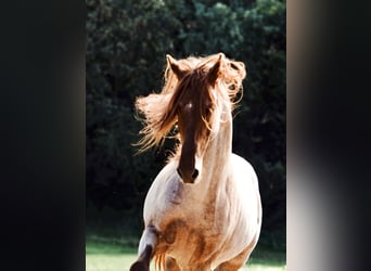 Rocky Mountain horse, Étalon, 9 Ans, 150 cm, Alezan