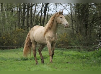 Rocky Mountain horse, Étalon, 9 Ans, 148 cm, Champagne